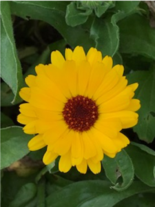 callendula-flower